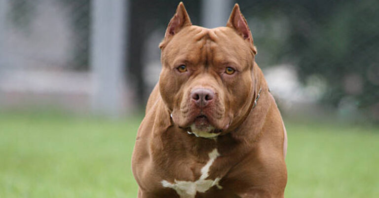 pitbull FB