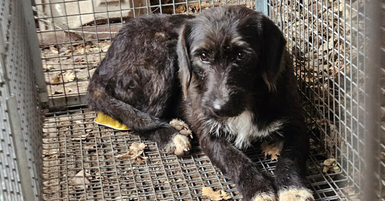 cani accalappiati teggiano fb