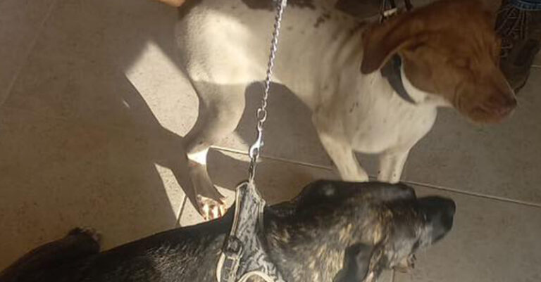 CANI SALVATI BATTIPAGLIA FB