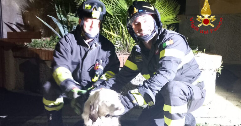 cane setter salvato a salerno fb ok