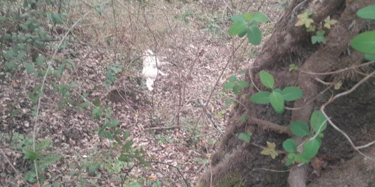 cane ucciso valle dell'angelo