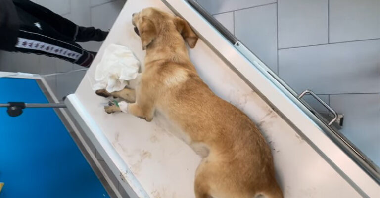 cane - avevlenato-sanza-FB